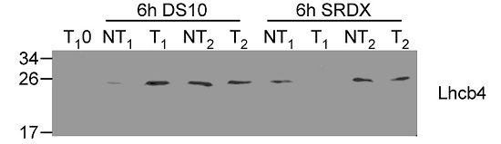 Western blot using anti-Lhcb4 antibodies